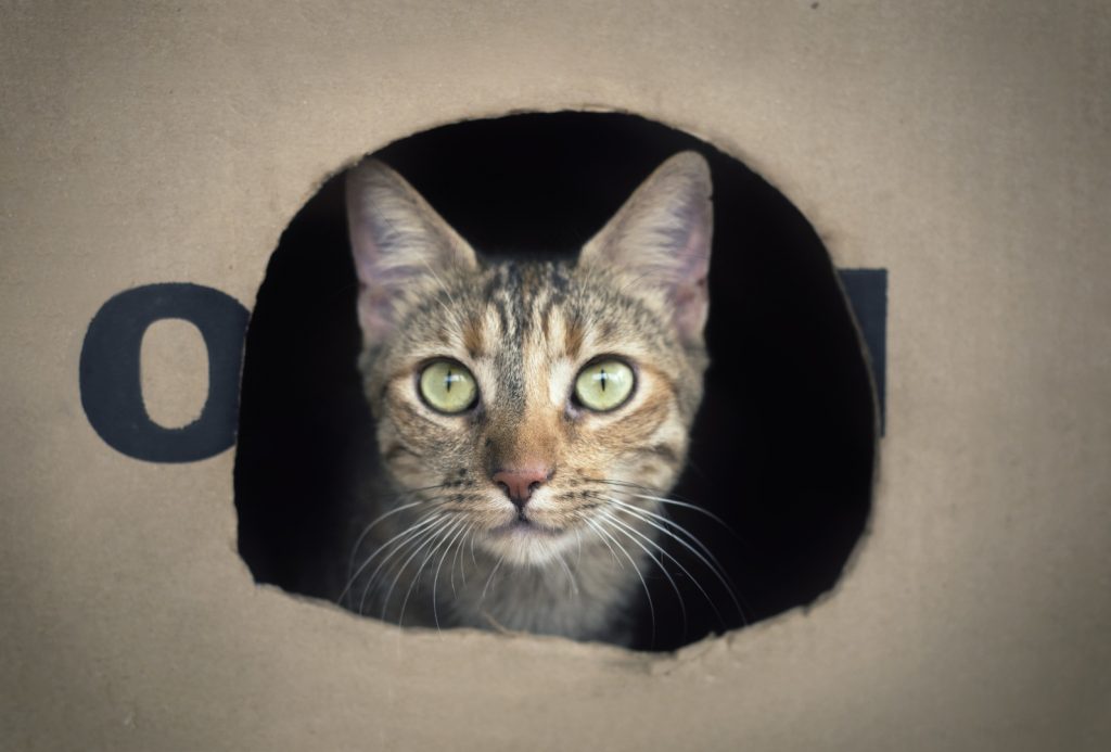 Los gatos prefieren las cajas de cartón