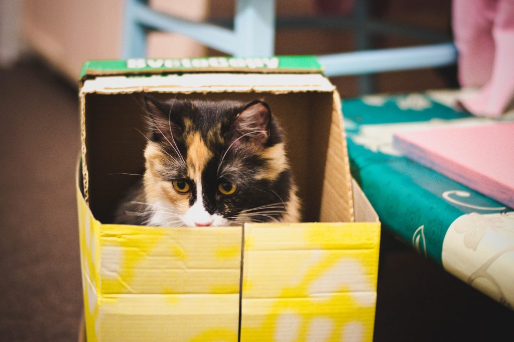 porqué a los gatos les gustan las cajas